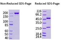 Antibody and Antigen Production Services from Sino Biological