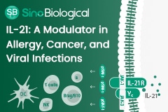 IL-21: A cytokine for modulating allergy, cancer and viral infections