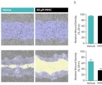 Quantifying cell migration in real-time