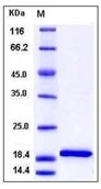 Recombinant IL-1 Beta Protein from Sino Biological