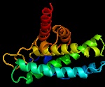 Moderate-protein diet improves metabolic health in both young and middle-aged mice