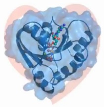 Therapeutic Vulnerabilities of RAS Oncoproteins