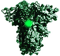 Variants and Neutralizing Antibodies for SARS-CoV-2 from Sino Biological