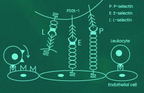 Selectin ligand proteins for research and development