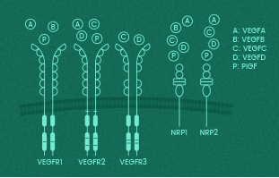 VEGFs and VEGF receptors: Key mediators in body systems