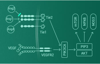 ANGPT2/TIE2: Therapeutic targets for anti-angiogenic cancer treatment