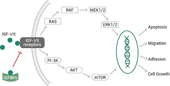 IGFBPs: Pathological disorder biomarkers