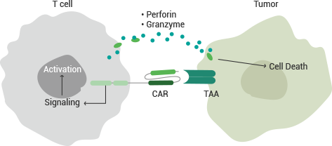 Solid tumors: Target antigens for treatment